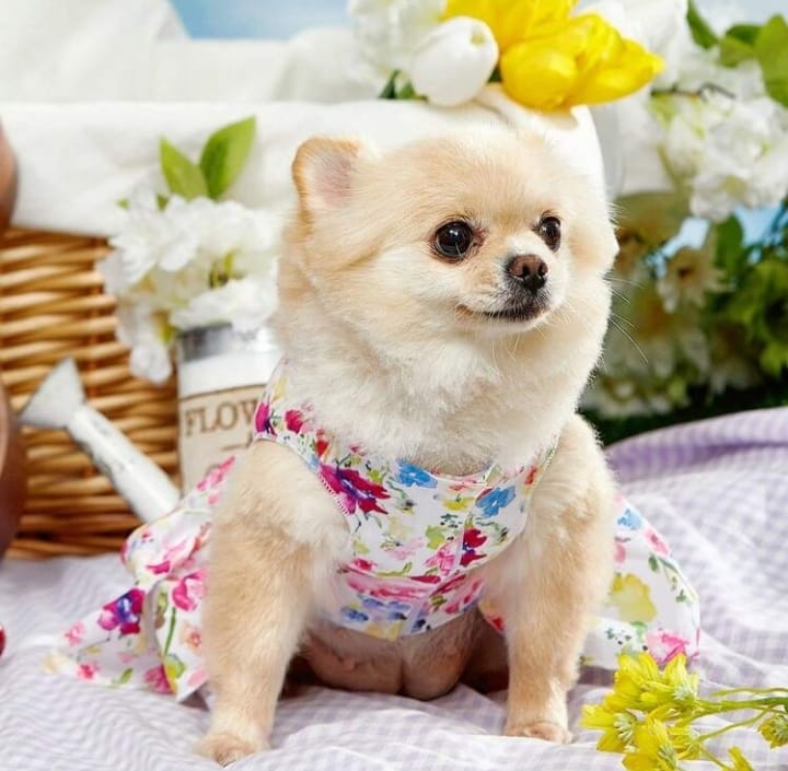 VESTITINO PER ANIMALI A FIORI