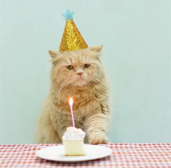 CAPPELLINO PER COMPLEANNO PER ANIMALI