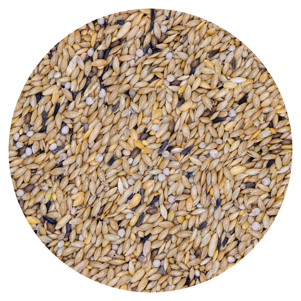 CANARINI CON PERILLA POSTURA & COLORE VAESEN 311 - Sanny Passione Ornitologica