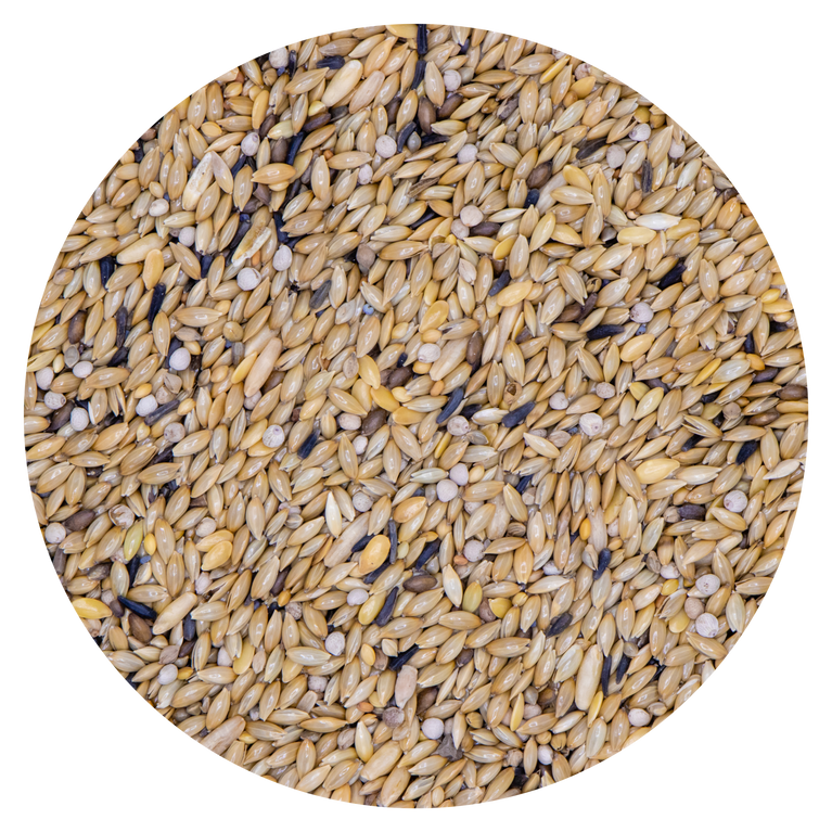 CANARINI CON PERILLA POSTURA & COLORE VAESEN 311 - Sanny Passione Ornitologica