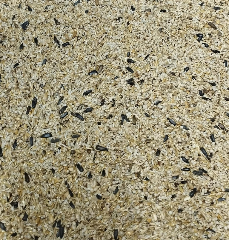 Raggio di sole fly CARDELLINI WHITE –New Mix INDIGENI