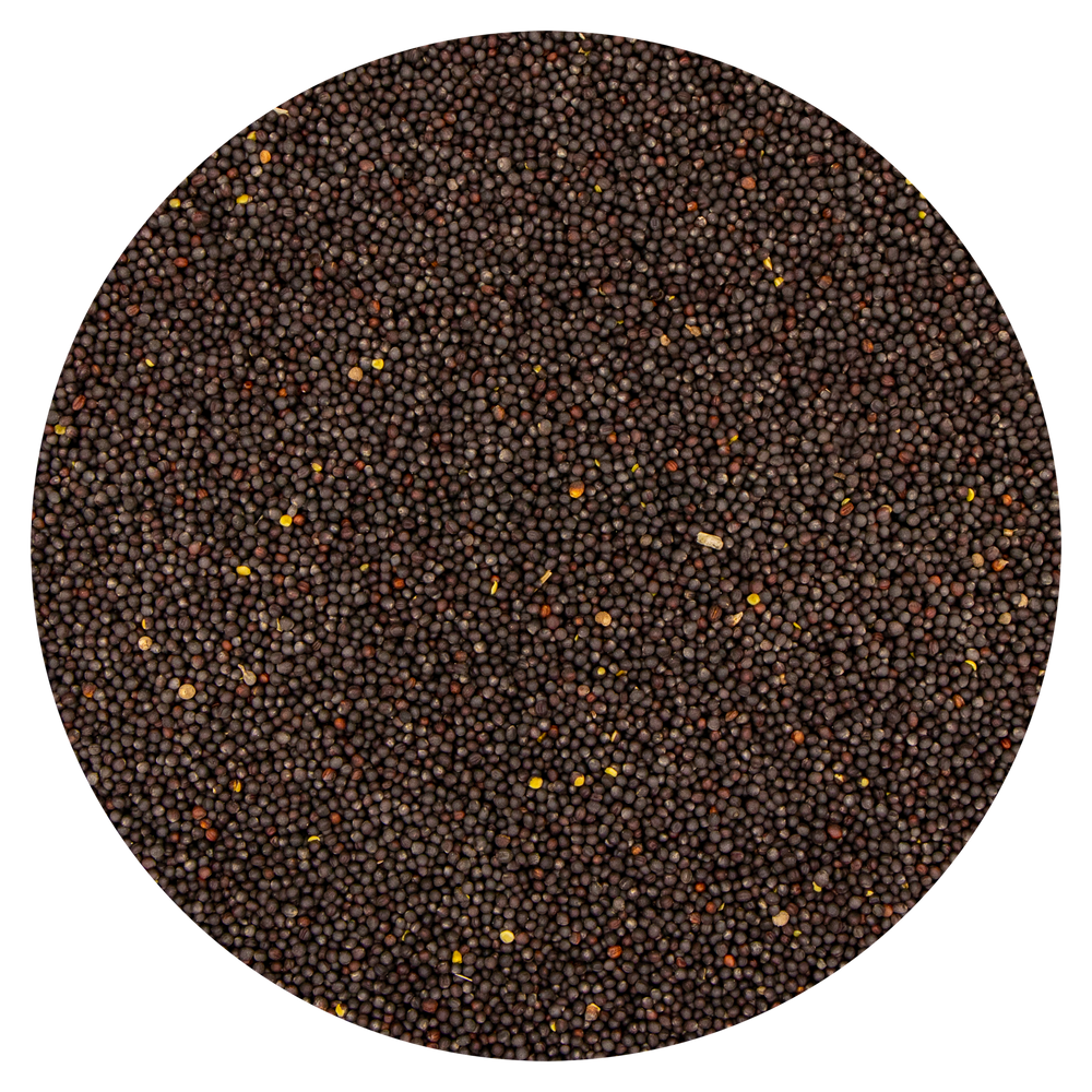 SEMI DI COLZA VAESEN