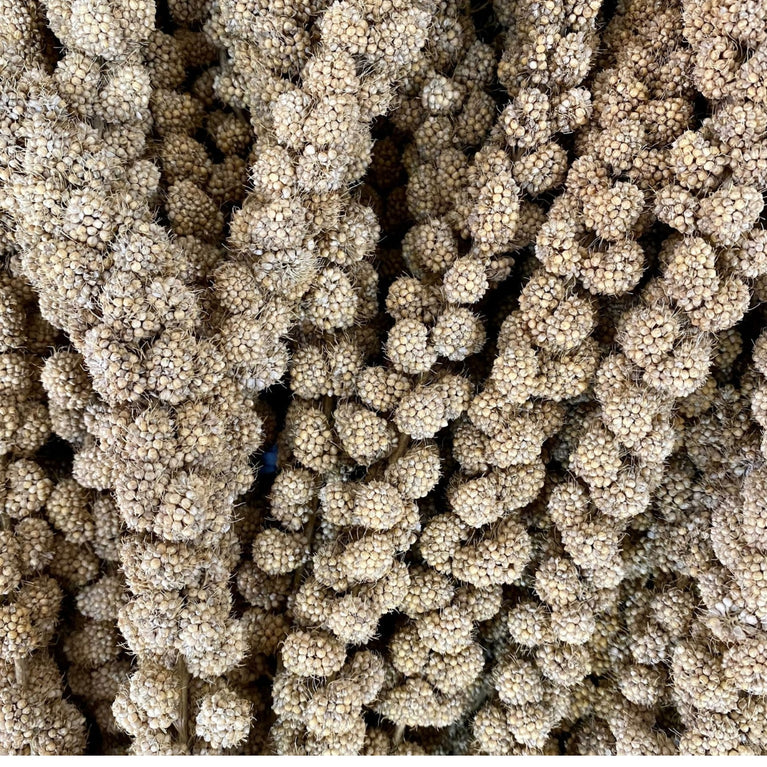 SPIGHE DI PANICO VAESEN