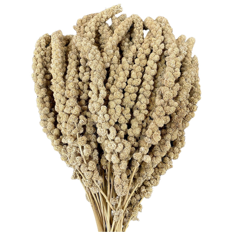 SPIGHE DI PANICO VAESEN