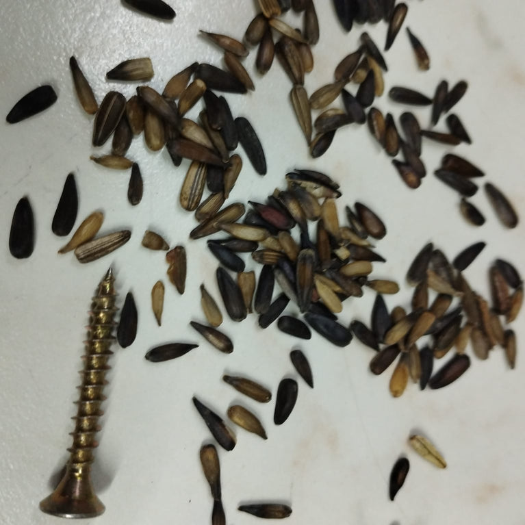 SEMI DI GIRASOLE MICRO MICRO BRANDIZZATO - Sanny Passione Ornitologica
