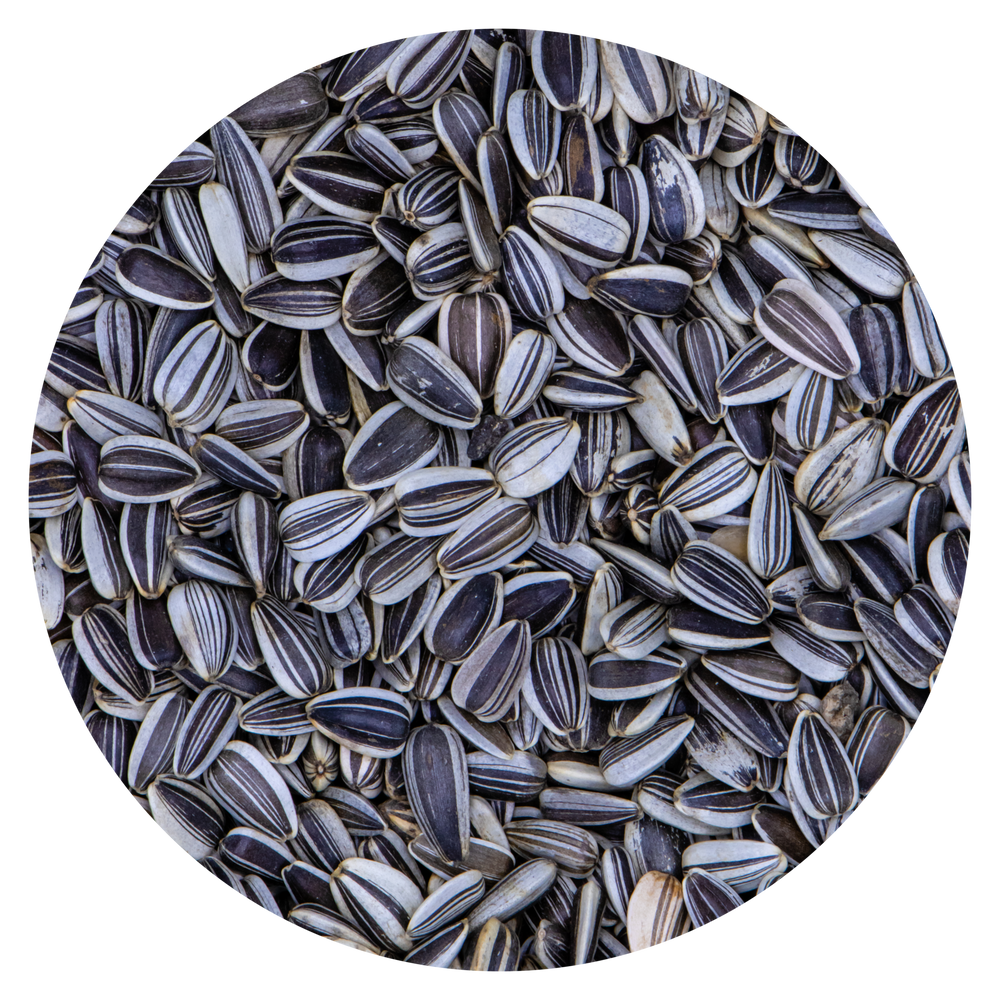 SEMI DI GIRASOLE STRIATO VAESEN