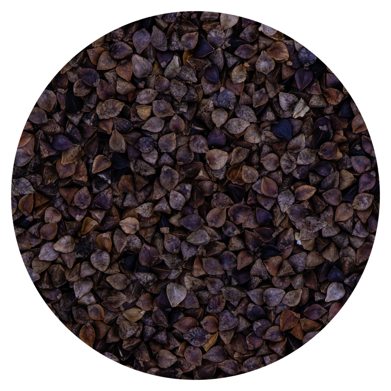 SEMI DI GRANO SARACENO VAESEN