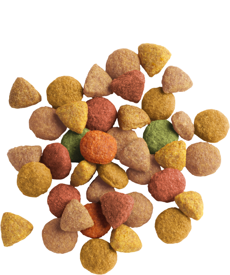 LARA ADULT WITH TURKEY CHICKEN - Sanny Passione Ornitologica