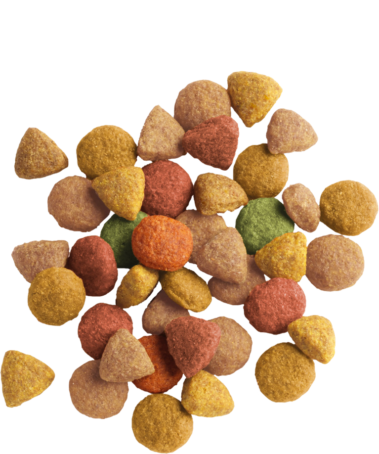 LARA ADULT WITH TURKEY CHICKEN - Sanny Passione Ornitologica