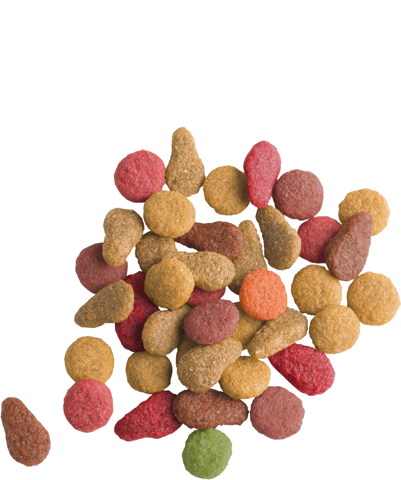 LARA ADULT WITH FISH - Sanny Passione Ornitologica