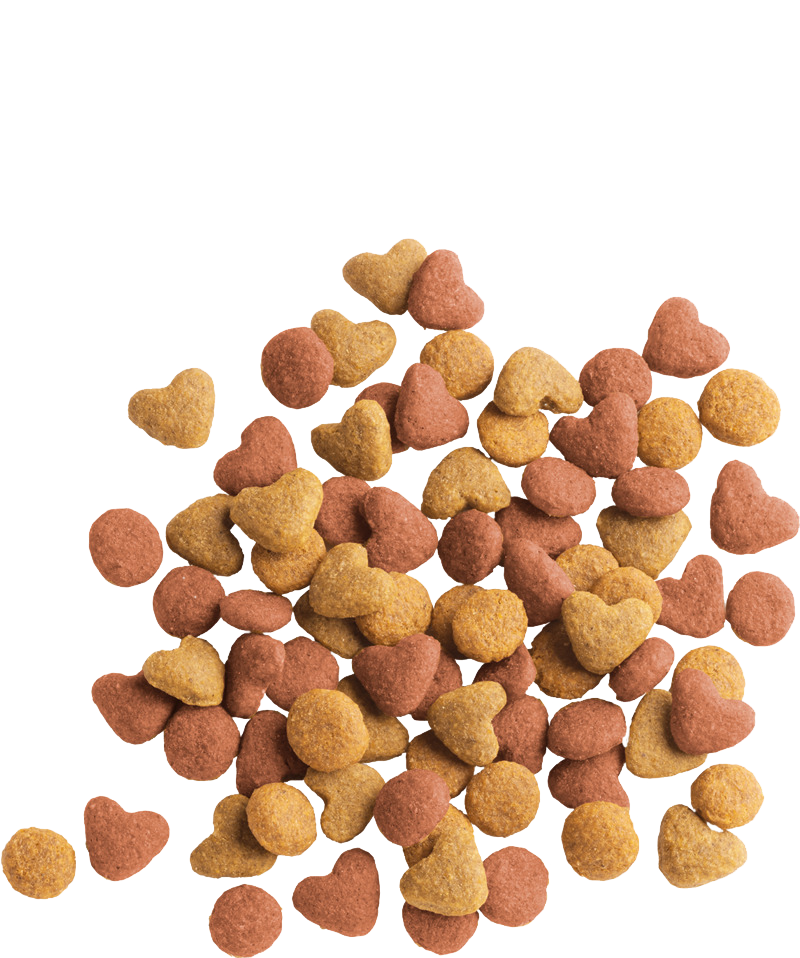 LARA JUNIOR WITH CHICKEN - Sanny Passione Ornitologica