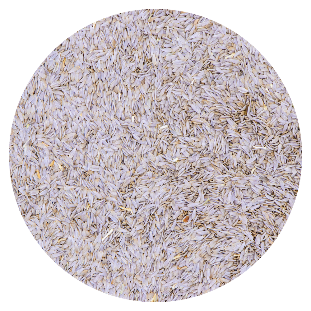 SEMI DI LATTUGA BIANCA VAESEN