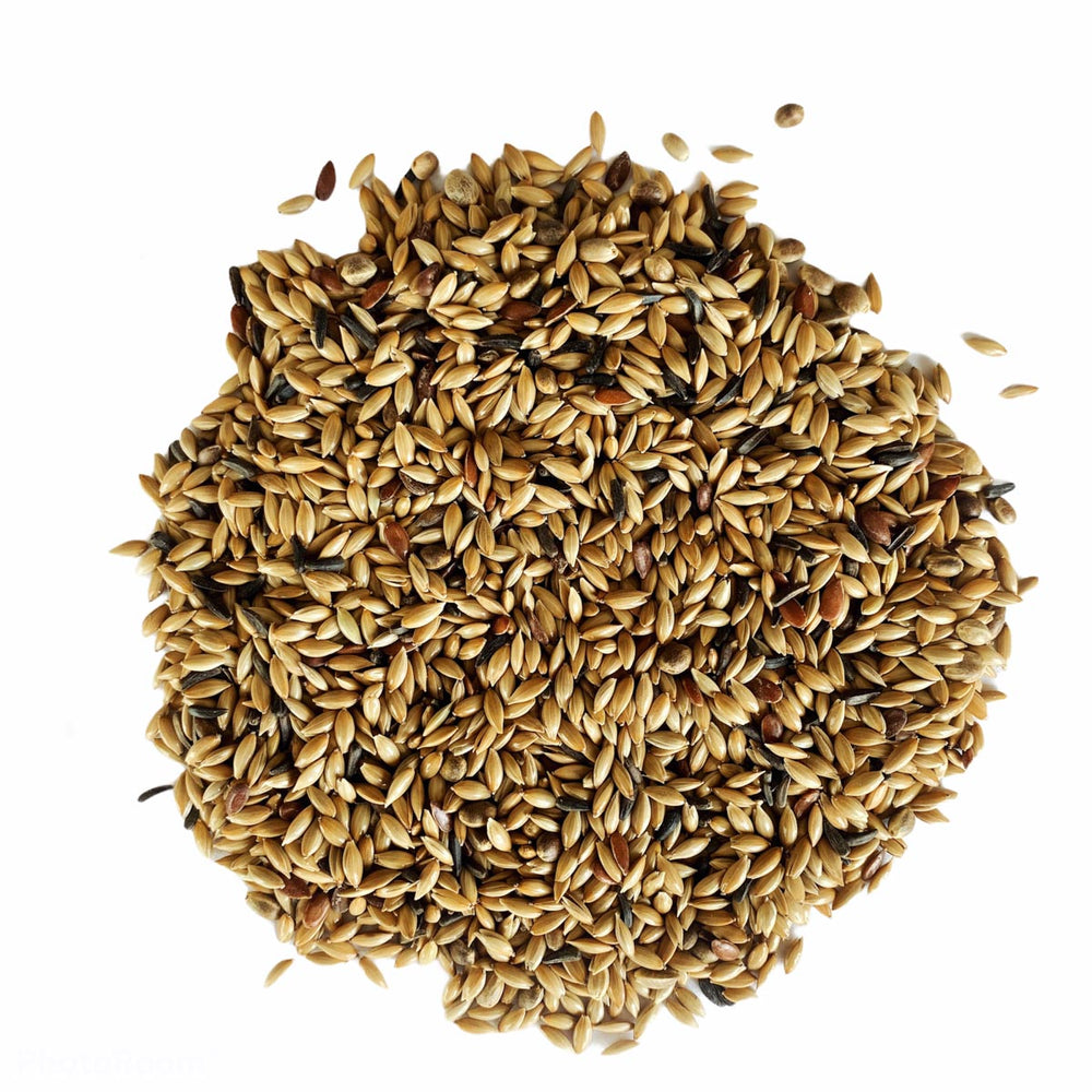 CANARINI PLUS 6 SEMI