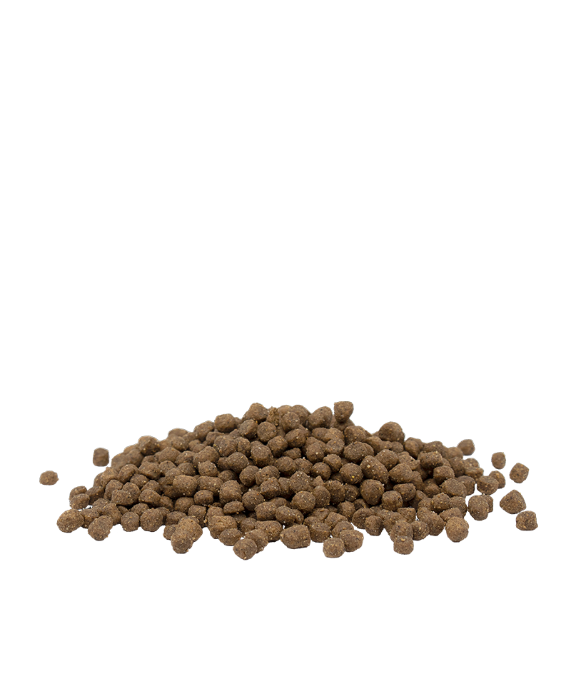 OPTI LIFE KITTEN WITH CHICKEN - Sanny Passione Ornitologica