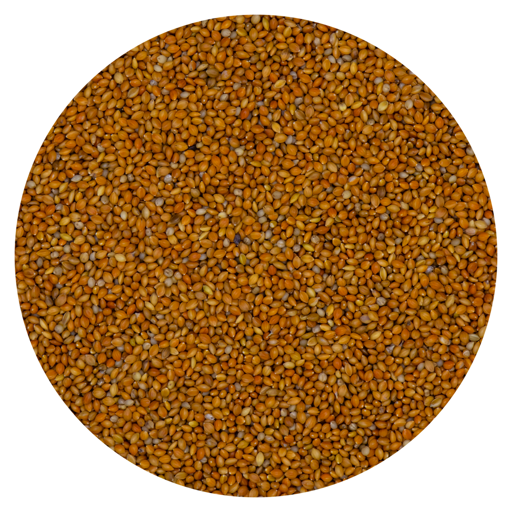 SEMI DI PANICO ROSSO VAESEN