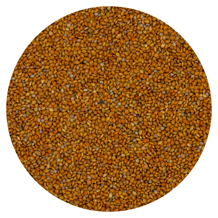 SEMI DI PANICO ROSSO VAESEN