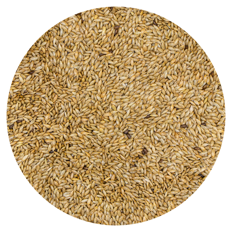 SCAGLIOLA Mini ALLEVATORI TOP VAESEN BELGIO