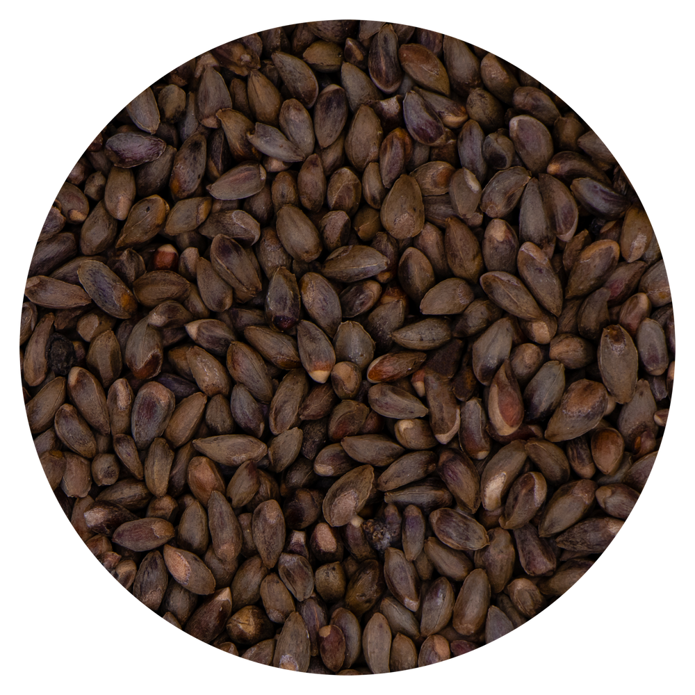 SEMI DI CIPRESSO VAESEN