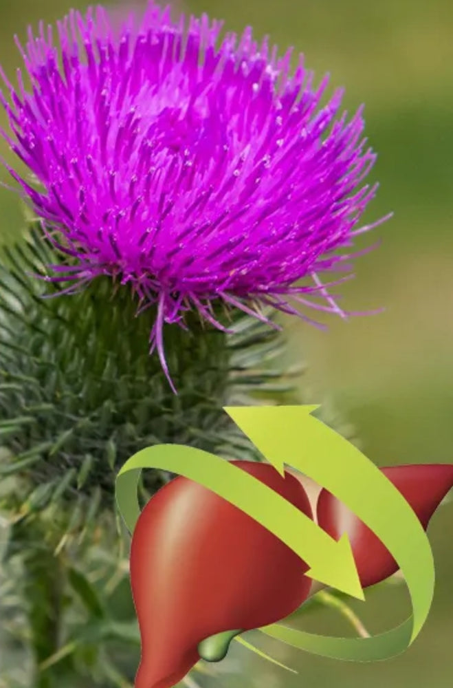 CARDO MARIANO DECORTICATO & MACINATO SILYMARIUM DISINTOSSICANTE EPATICO VAESEN