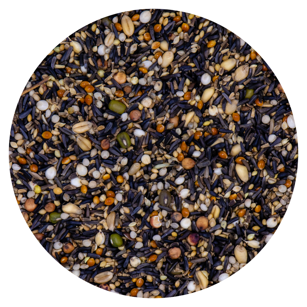 Miscela di alta germinazione composta da: Semi di niger, cicoria, miglio, panico, dari, milo ,grano, fagioli mung,perilla