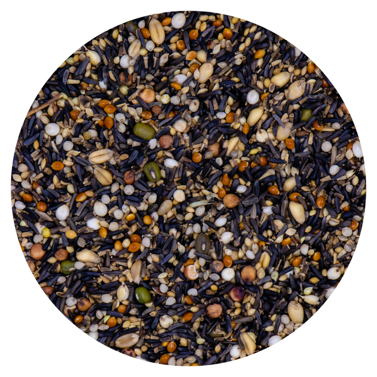 Miscela di alta germinazione composta da: Semi di niger, cicoria, miglio, panico, dari, milo ,grano, fagioli mung,perilla