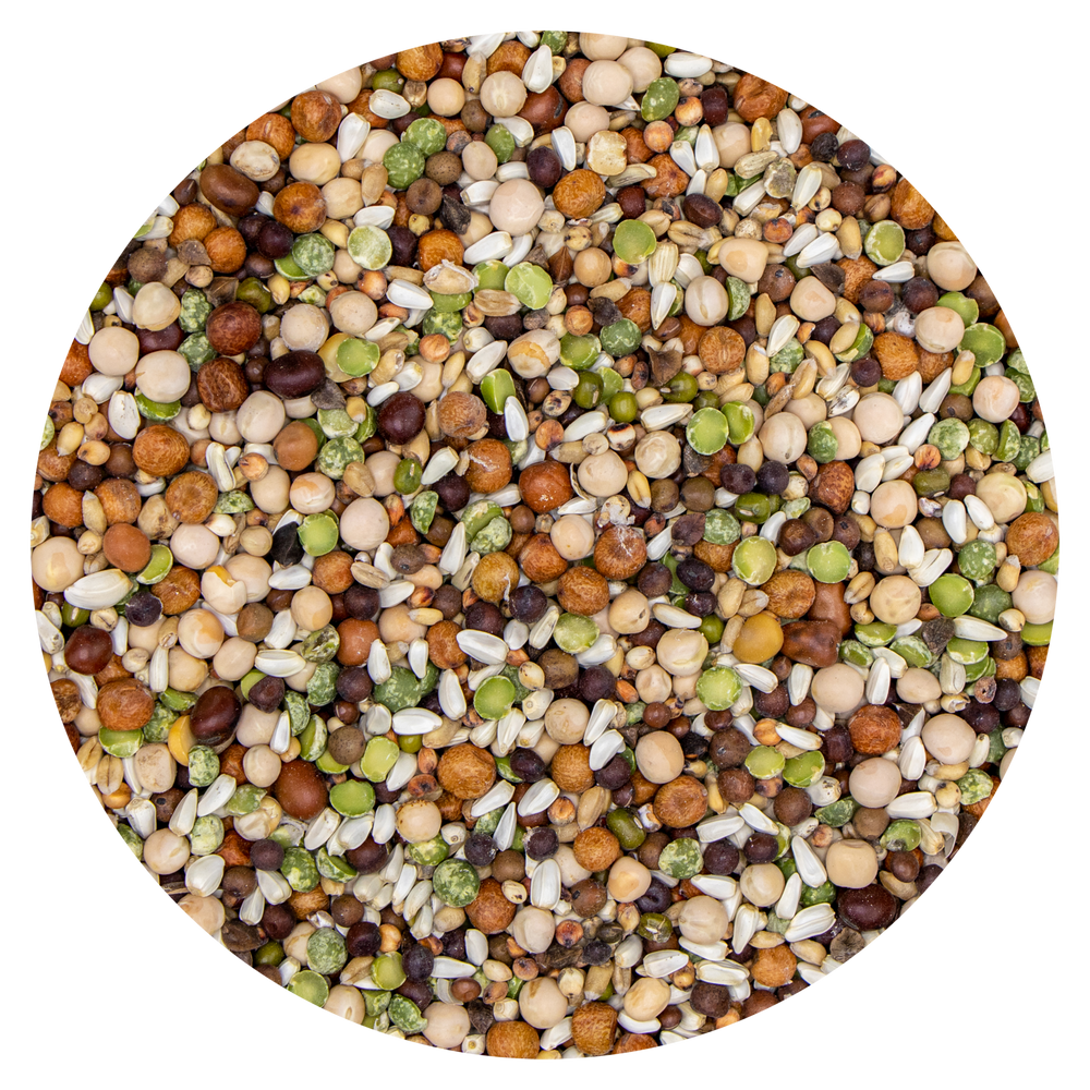 LEGUMI GERMINABILI ALTA GERMINAZIONE PER PAPPAGALLI MISCELA LEGUMI 247 VAESEN