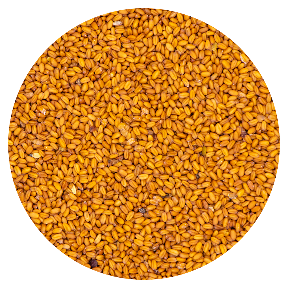 CAMELLINA SATIVA VAESEN