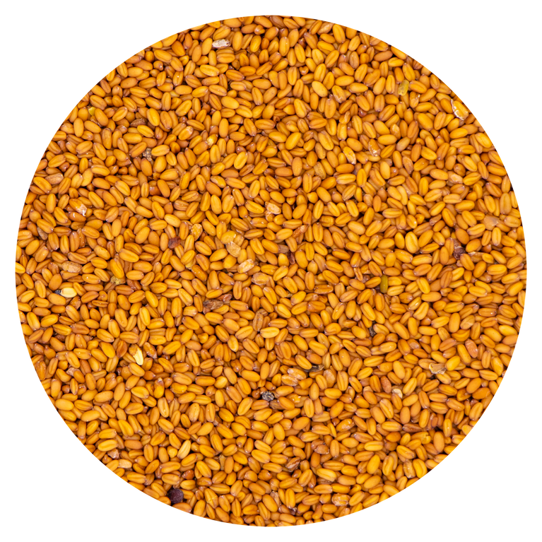 CAMELLINA SATIVA VAESEN