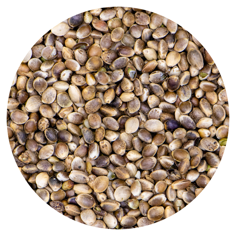 SEMI DI CANAPUCCIA MINI - Sanny Passione Ornitologica