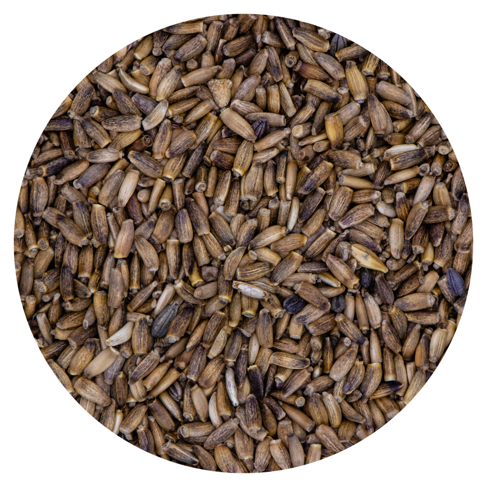 SEMI DI CARDO MARIANO - Sanny Passione Ornitologica