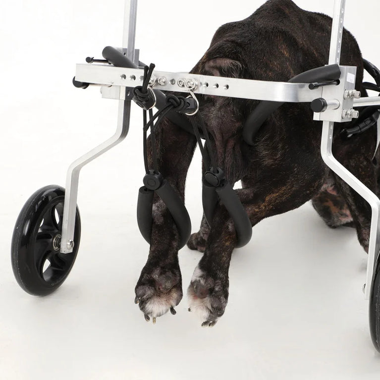 Carrello per cane disabile zampe posteriori Orthopedic
