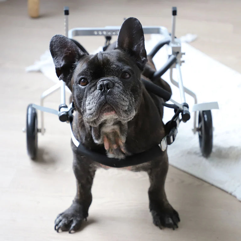 Carrello per cane disabile zampe posteriori Orthopedic