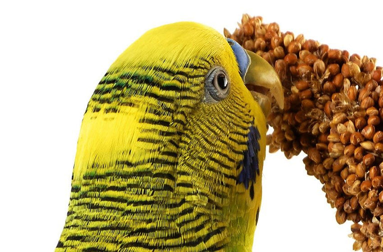 SPIGHE DI PANICO VAESEN