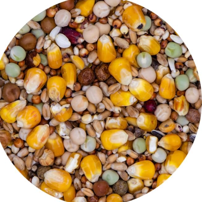 Misto per Colombi VAESEN 20kg – Semi Selezionati No OGM, 100% Vegetale