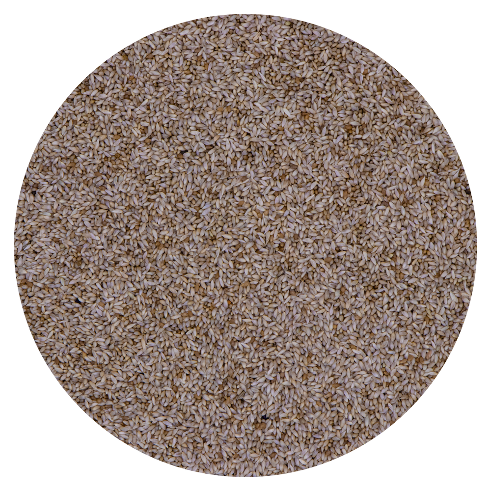 SEMI DI FONIO PADDY ANTICOCCIDIO NATURALE VAESEN