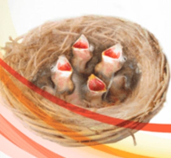 SIRINGA IMBECCO PROFESSIONAL