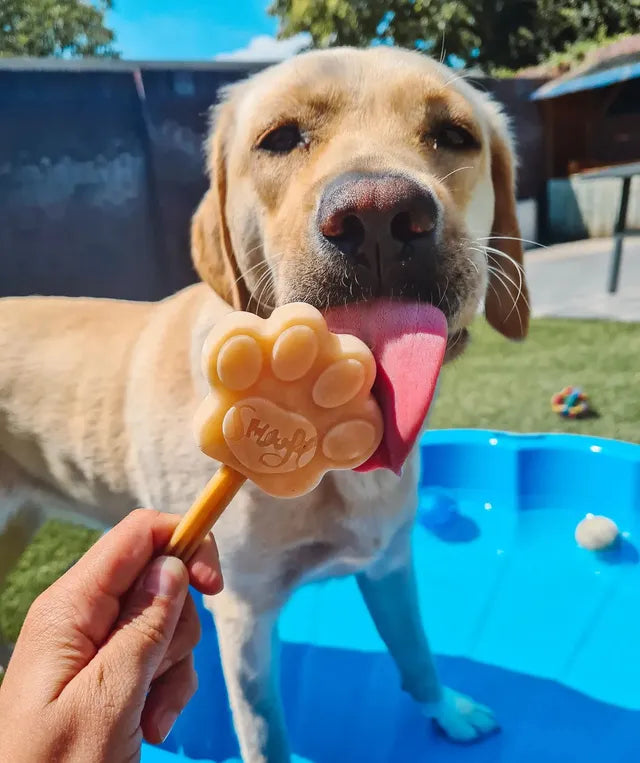 Gelato per cani – Anguria