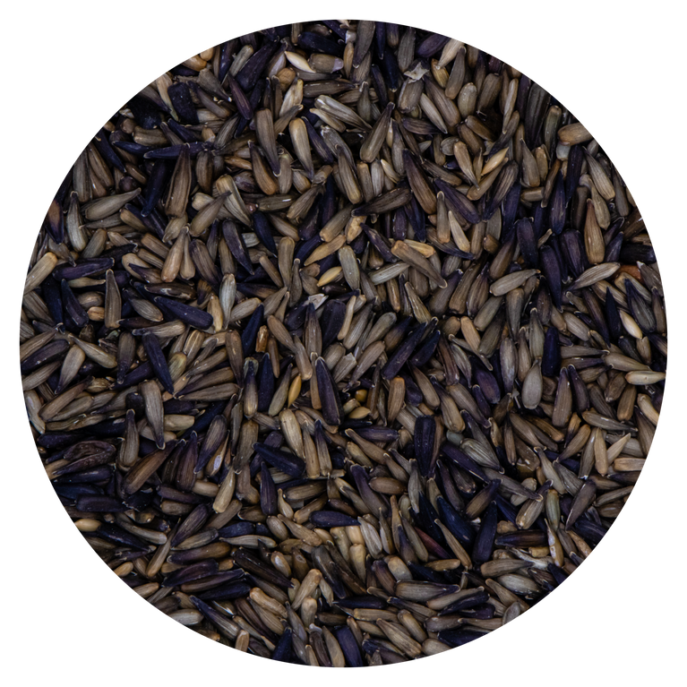 SEMI DI GIRASOLE MICRO MICRO BRANDIZZATO - Sanny Passione Ornitologica