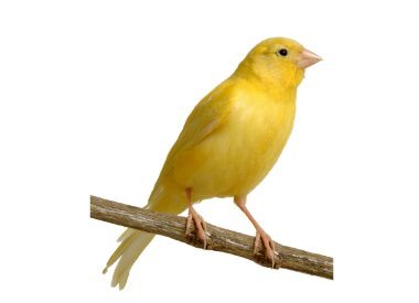 CANARINI CON PERILLA POSTURA & COLORE VAESEN 311 - Sanny Passione Ornitologica