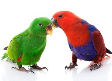 NETTARE PER LORI E LORICHETTI PREMIUM AVIMAX FORTE