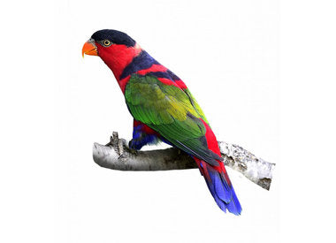 NETTARE PER LORI E LORICHETTI PREMIUM AVIMAX FORTE