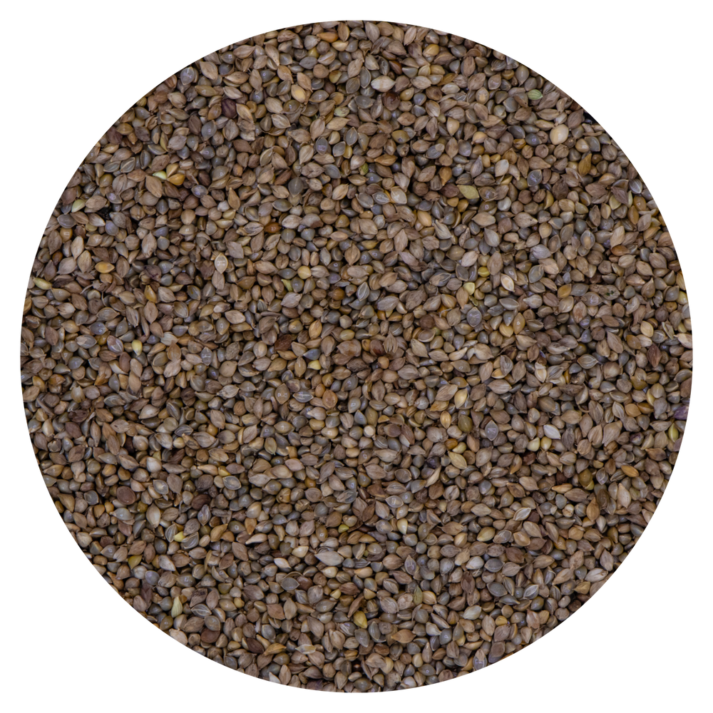 MIGLIO GIAPPONESE VAESEN