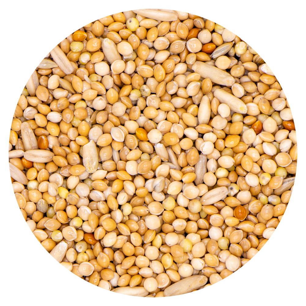 COCORITE ONDULATI VAESEN 334