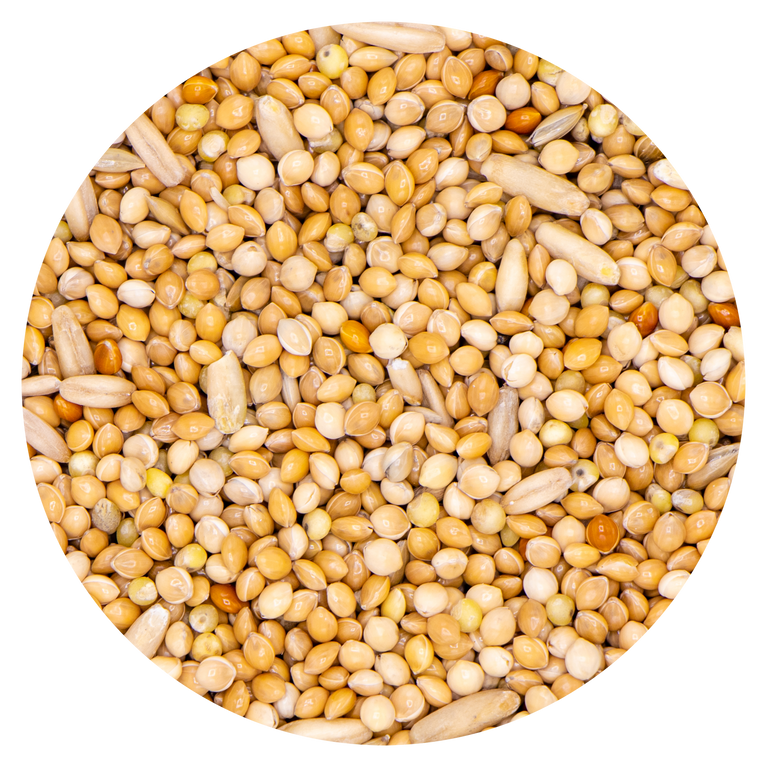 COCORITE ONDULATI VAESEN 334