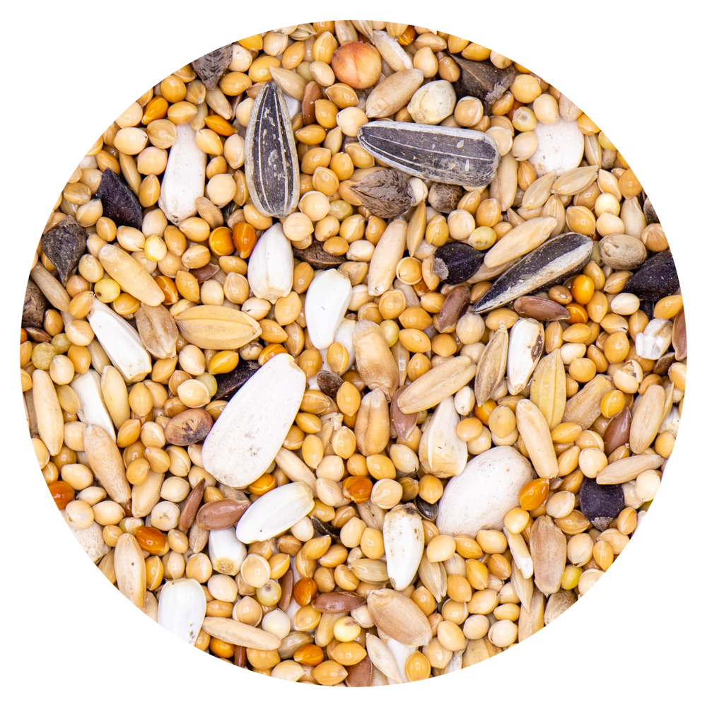 PARROCCHETTO VAESEN 336