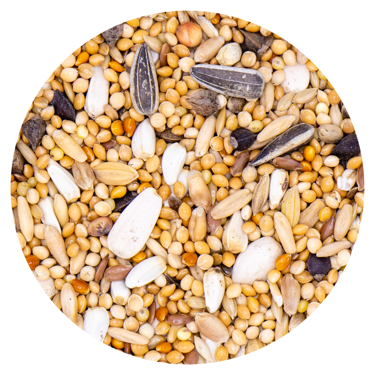 PARROCCHETTO VAESEN 336