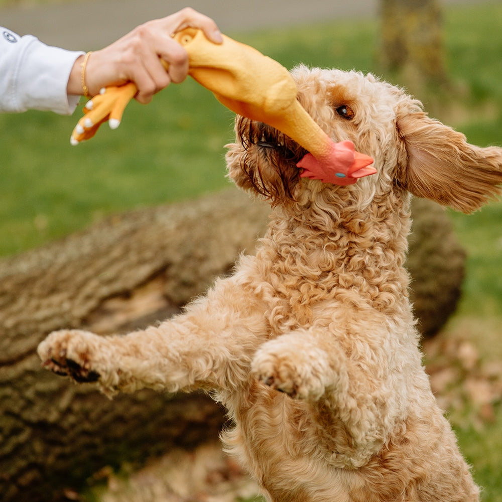 POLLO IN LATTICE GIOCO PER DOG