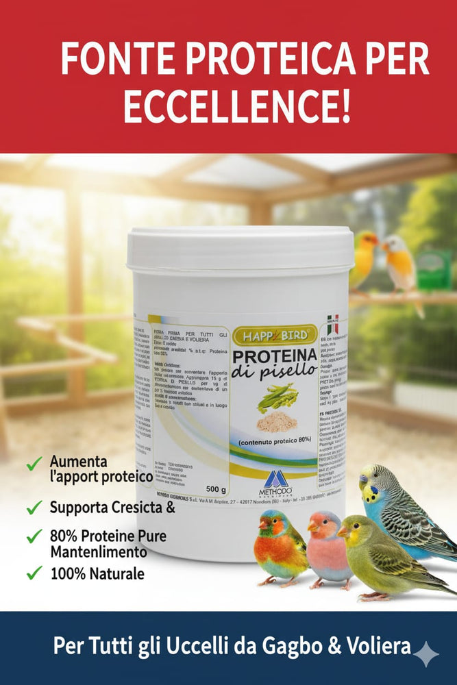 Proteina di Piselli Happy Bird Contenuto Proteico 80%,