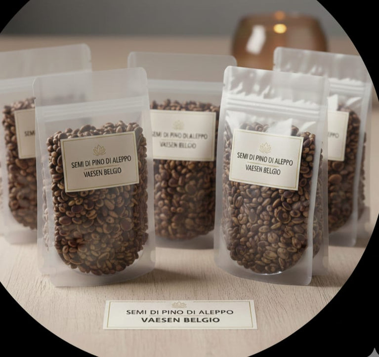 Semi di Pino di ALEPPO grossolani Vaesen Belgio