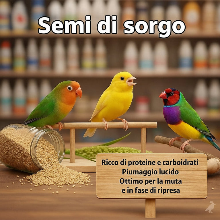 Semi di Sorgo Vaesen Belgio - Sanny Passione Ornitologica